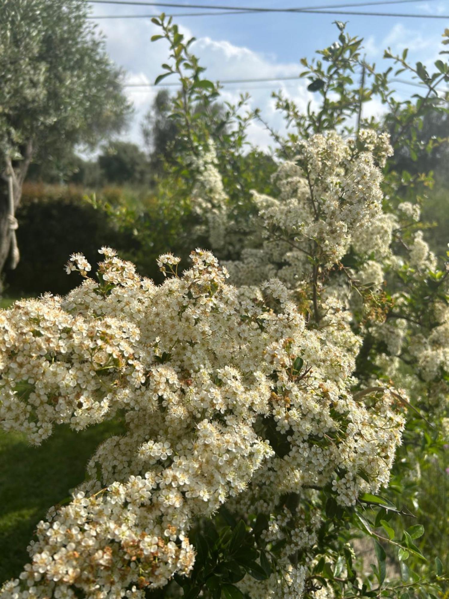 Alto Giardino Zambrone Exterior foto