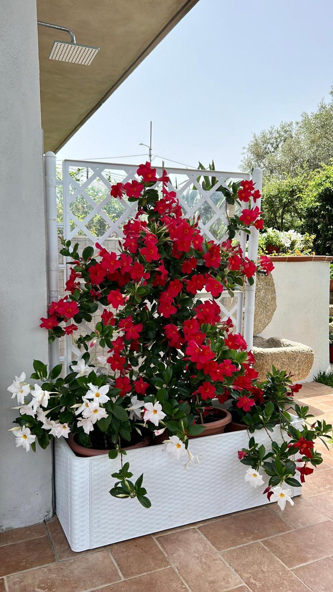 Alto Giardino Zambrone Exterior foto